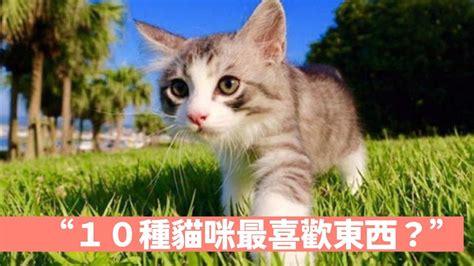 貓咪喜歡的東西|10種貓咪最喜歡東西？